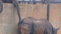 Eléphant sans-gêne