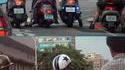 Chien biker