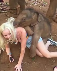 Il faut sauver les éléphants