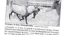 Chèvre ou bouc ?