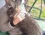 un gros lapinou