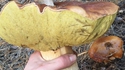 Un cèpe cion