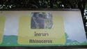 Rhinocéros