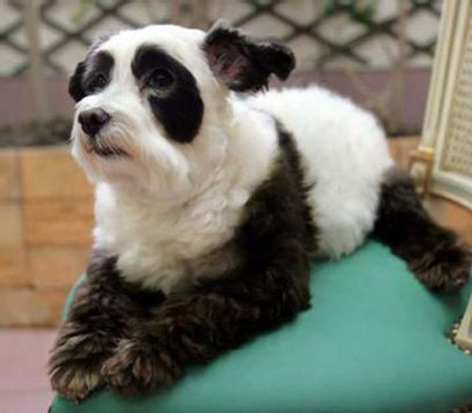Un chien qui a des airs de panda du fait de sa robe.