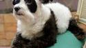 Chien panda