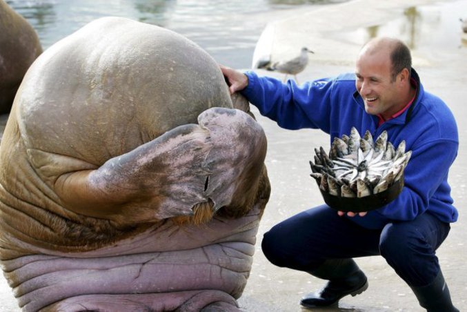 Un morse tout retourné de reçevoir un bouquet de poissons