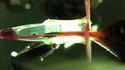 Slow motion d'un colibri