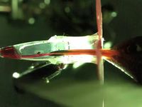 Slow motion d'un colibri