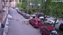 Stray dogs from Russia