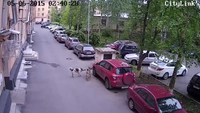 Stray dogs from Russia