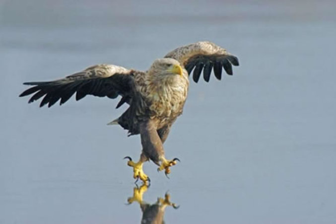 Un aigle qui a des pouvoirs surnaturels