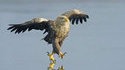 Aigle messie