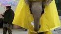 Éléphant sous la pluie