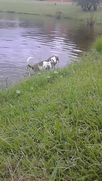 En baladant son chien, ce dernier se fait un ami insolite !