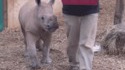 Le petit déjeuner de ce petit rhinocéros