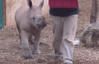 Le petit déjeuner de ce petit rhinocéros