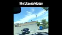 Faisez gaffe aux pigeons