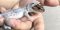 Le lezard de SpaceX