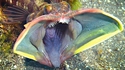 Poisson flippant