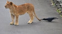 Jeune et fière lionne