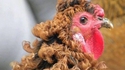 Quand ta poule vient de faire sa permanente