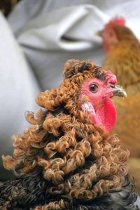 Quand ta poule vient de faire sa permanente