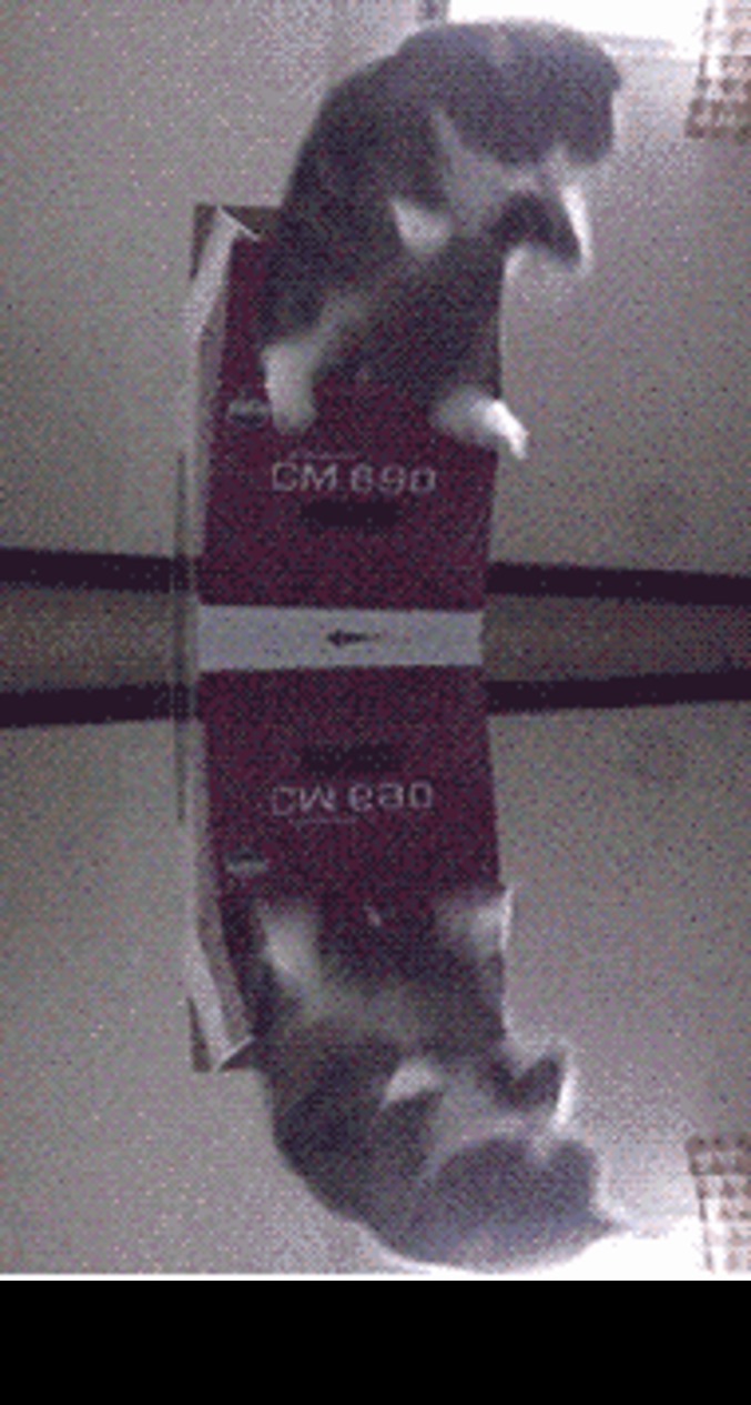 Cat jump loop