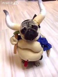 ''Viking dog'' chinois