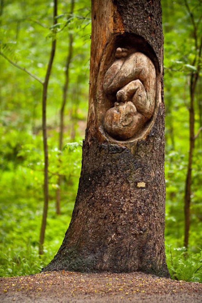 Un arbre utérus