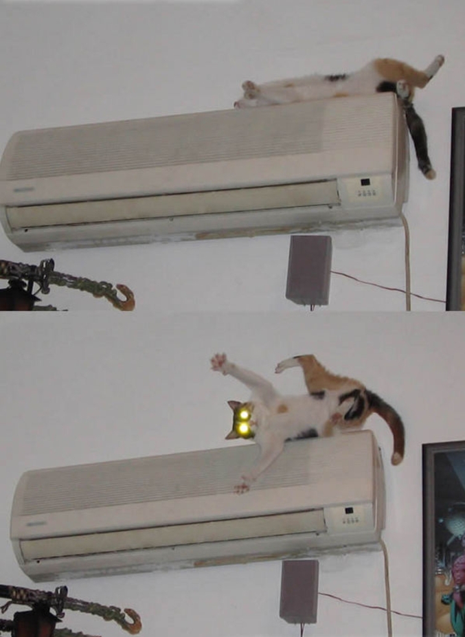 Situation improbable, et pourtant : comment réveiller le chat qui dort sur la climatisation?