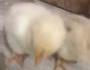 Petit poussins mignons