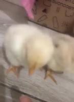 Petit poussins mignons