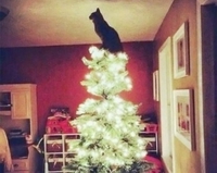 I'm the king of the world !