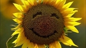 Un tournesol heureux