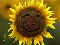Un tournesol heureux