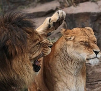Violence domestique