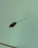 Nouvelle fable : Le cafard et les 2 fourmis