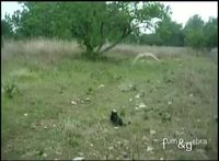 Chat et chouette