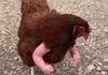 Poule beefcake