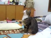 Robocat