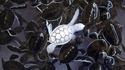 Tortue d'eau albinos