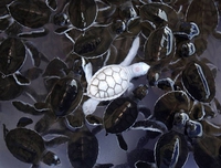 Tortue d'eau albinos