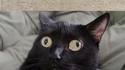 Grimaces de chats