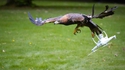 Drôle de chasse