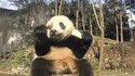 Les pandas