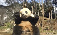 Les pandas