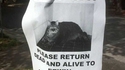 chat perdu