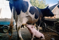 Du bon lait