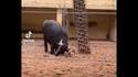 Un Buffalo sauve une tortue