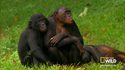 La vie des bonobos